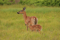 does & fawns