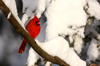 northern cardinal