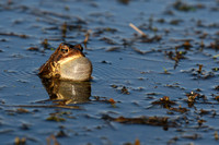 reptiles & amphibians