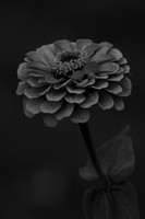 zinnia