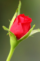 rose bud