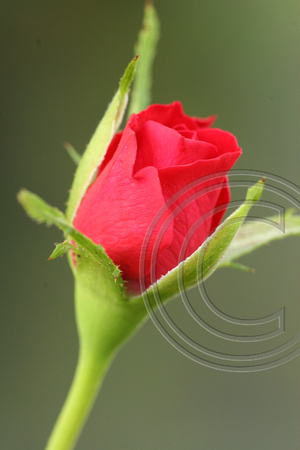 rose bud