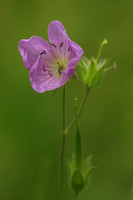 wild geranium