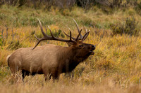 elk