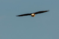 bald eagles