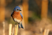 eastern bluebird