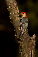 woodpeckers