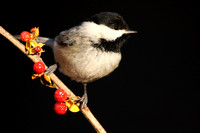 black-capped chickadee