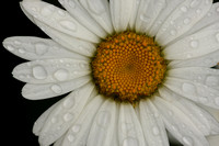 raindrops on daisy