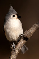 tufted titmouse