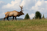 pa elk