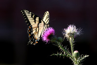 butterflies & insects